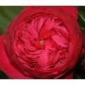 Garden Roses - Piano